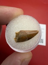 Fossil Raptor Tooth Fossil Authentic Ken Ken Basin Morocco