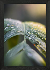 Dewy Green Leaf Framed Wall Art Poster Canvas Print Picture