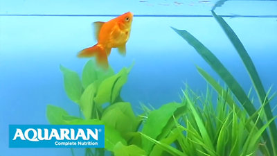 Aquarian Tropical Fish Flake Food - 25g Pot, With Natural Color Enhancers For Community Freshwater Fish
