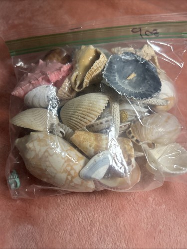 9 Oz +Assorted Mixed Seashells Sea Shells Many Sizes US Seller FREE Shipping A21 - Picture 5 of 5