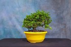 Premna Pre-Bonsai Tree! Hardy Material! Fast Growing!