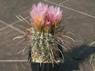 Sclerocactus parviflorus ssp. terrae-canyonae SB 592 - 10 semi - MOLTO RARO