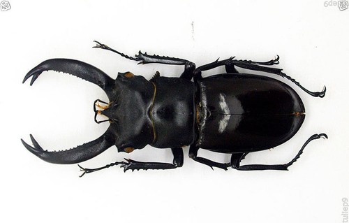 Lucanidae - Stag Beetle - Hexarthrius buqueti (m) - W.Java, Indonesia (HB01) - Picture 3 of 4