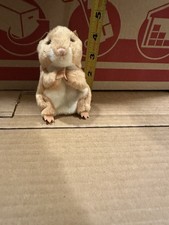 Folkmanis Mini Hamster Finger Puppet Plush Stuffed Animal