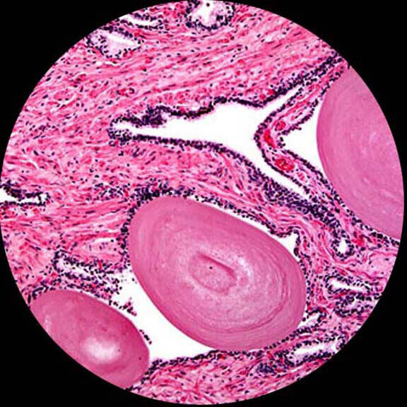 AmScope 40X-1000X LED Lab Binocular Compound Microscope for AmScope 40X-1000X LED Lab Binocular Compound Microscope for