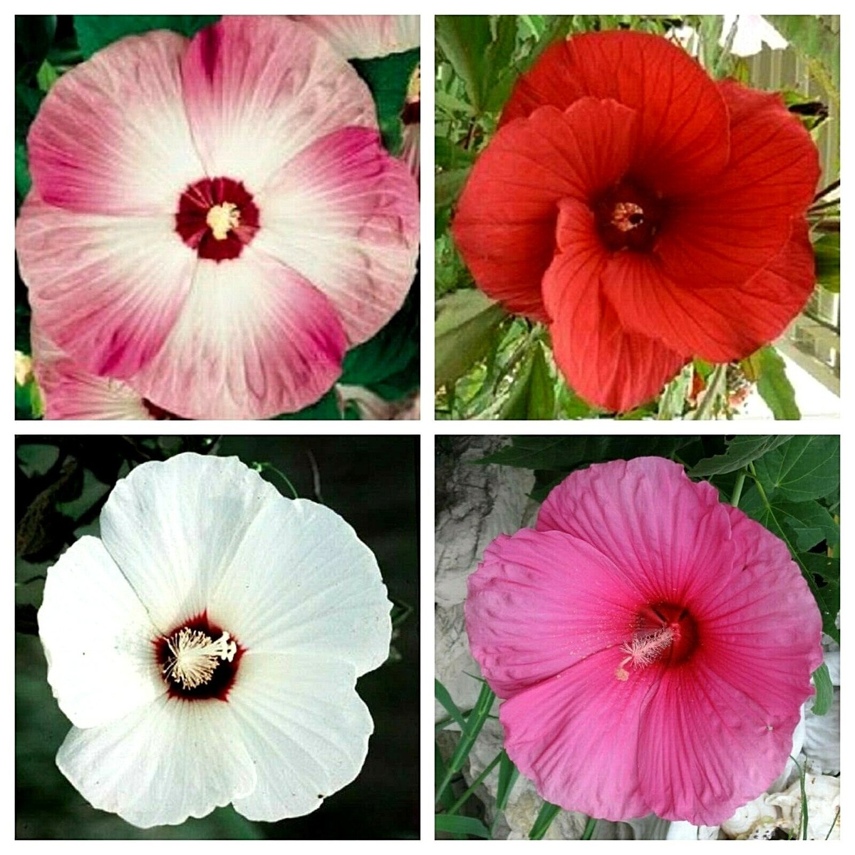 Dinnerplate Hibiscus Mix -15 Seeds - Beautiful Mix of Colors - COMB S/H |  eBay
