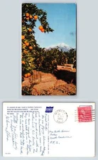 Vintage Postcard Southern California Orange Grove Merced 1956 Unique Landscape