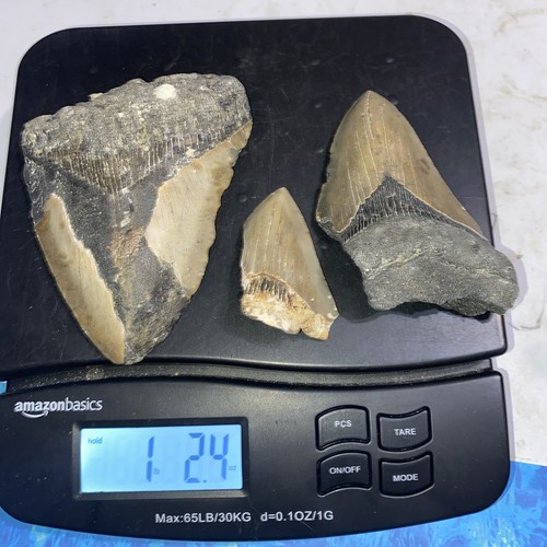 MEGALODON HAIZÄHNE 1 PFUND FRAGMENTE ZÄHNE MEG TAUCHER DIREKT FOSSIL NC 4481
