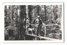 The swamp walk at Tom Gaskins' Cypress Knee Museum, Palmdale, Fla., Postcard