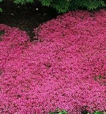 Thyme Magic Carpet Thymus serphyllum  250 seeds