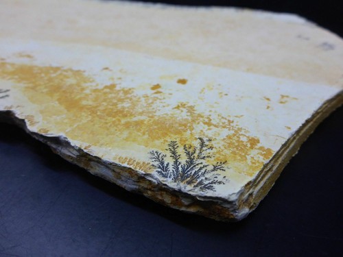 Grande lastra dendriti 33 cm in GERMANY fossili animali fossilizzazione fossili - Foto 2 di 7