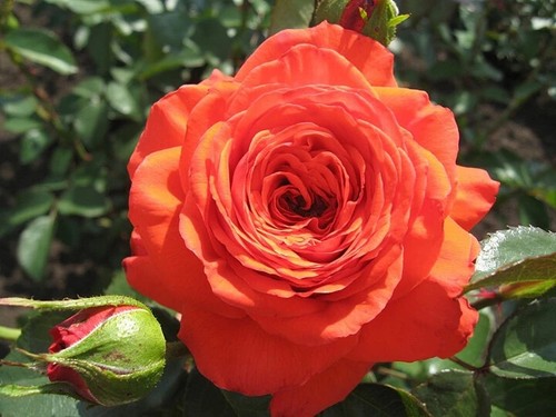 Rose Maintower, Orange or orange-red, Strong fragrance, Climber, 4l pot - Picture 3 of 3