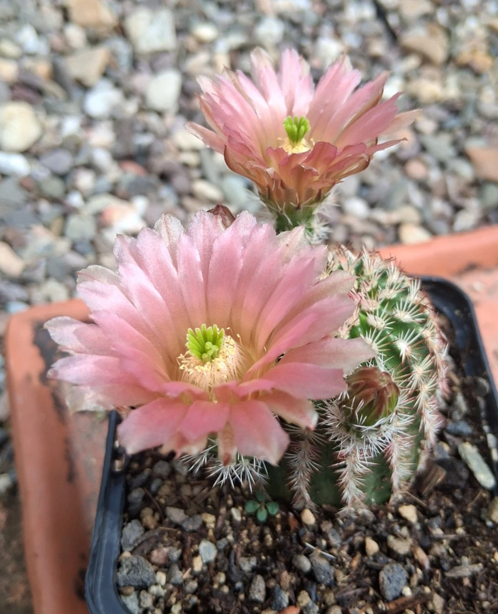 Echinocereus-Kakteen & Sukkulenten Pflanzen, Bume & Strucher online  kaufen | eBay.de