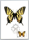 Russia 1987 Butterfly FDC Maxi Card