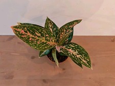 Aglaonema ‘Samba Red’ Chinese Evergreen – Rooted Potted Cutting Easy Care Plant