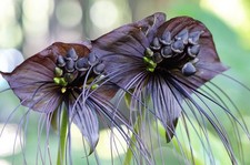5 Black BAT FLOWER Cats Whiskers Devil Flower Tacca Chantrieri Flower Seeds