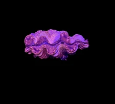 WYSIWYG Gold Tridacna Maxima Clam – Live Saltwater Clam for Reef Tanks