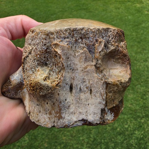 Massive 4+ Tylosaurus Rex Tail Caudal Vertebrae Bone Fossil TX Mosasaur Ozan