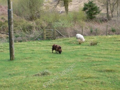 Photo 6x4 Baa Baa Black Sheep Llanrwst Two sheep at Nant Uchaf, Gwydir Fo c2010