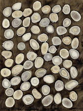 Deer Antler Beads/Slices Crafts, Jewelry Making, Beading Supplies Medium