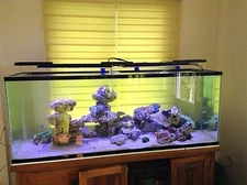 PopBloom Accessories Marine Coral LPS SPS Saltwater Fish Led Aquarium Lamp Tank