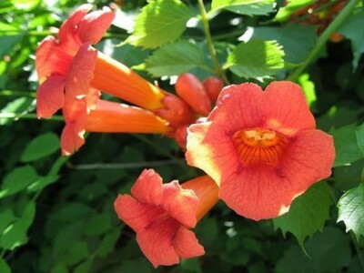Campsis radicans | Cow Itch | Hummingbird Vine | Trumpet Creeper | 20_Seeds  | eBay
