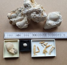 Spannende Fossiliensammlung - Malm - Saal an der Donau - alte Sammlung