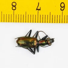 GROUND BEETLE - Carabidae sp - MALAYSIA - 8504