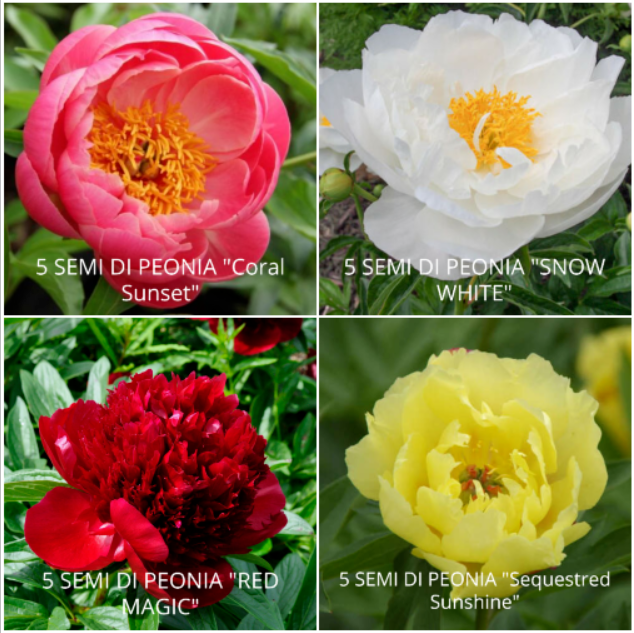 20 PEONY SEEDS IN 4 VARIETIES, AMONG THE MOST PARTICULAR AND