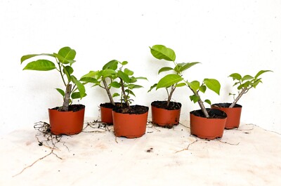 White Ficus Citrifolia - shortleaf fig, giant bearded fig, Jagüey, wild banyan