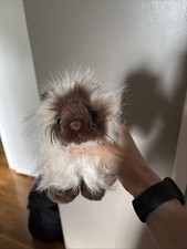 Webkinz Himalayan Cat No Code