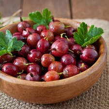 Gooseberry Hardy Fruit Shrub Garden Plants 'Hinnonmaki Red' 1 x
