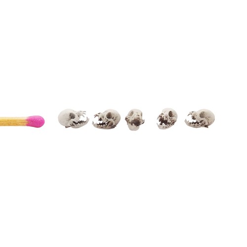 Chihuahua Skull Replica 1:12 Scale Artisan Diorama Dollhouse Miniature -5 skulls - Picture 3 of 7