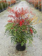 Nandina domestica "Bambu' Sacro" pianta sempreverde in vaso ø28 cm h 80/100 cm