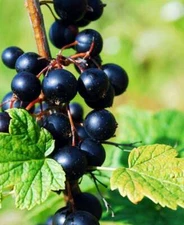 1 - CONSORT Black Currant - Healthy Live Plant - Pruned & Ready for Planting