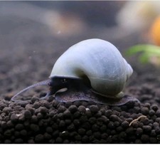 3 Blue Mystery Snails Babies