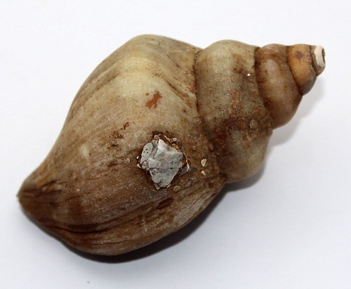 Neptunea contraria fossil shell Pliocene Red Crags Suffolk UK shells Ref:WS3.LH1