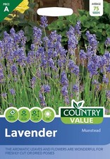 Lavender Seeds Munstead Country Value FREE UK DELIVERY Aromatic Flowers & Leaves
