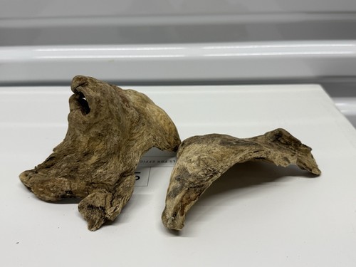 2 Pieces - Authentic - Aquatic Driftwood