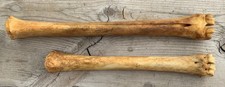 2 Nature Cleaned Deer Leg Cannon Bones Metacarpal Metatarsal