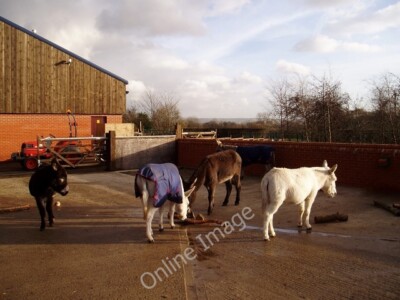 Photo 6x4 The Elizabeth Svendsen Trust for Children and Donkeys Droylsden  c2007
