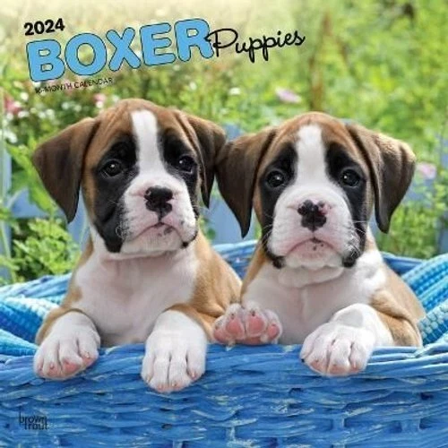 Boxer rescue hotsell