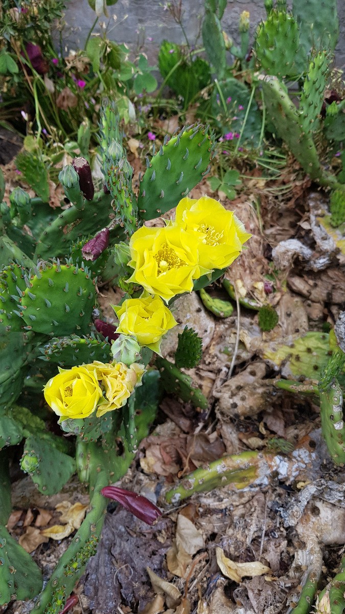 Opuntia humifusa Oponce de l'est cactus de rocaille résistant au gel pot 2L