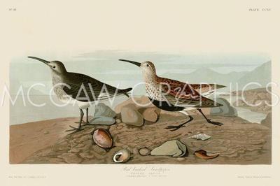 Red Backed Sandpiper, John James Audubon, Wall Art Print Poster 11'' x 14'' 40741