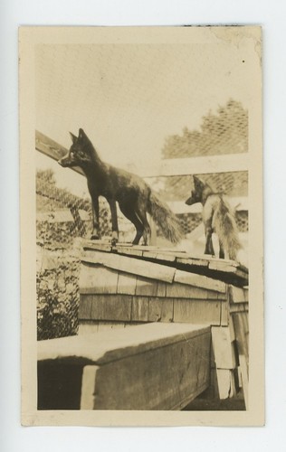 Vintage Photo Two Alert Bushytail Foxes In Backyard Enclosure Furs Pets 1920s