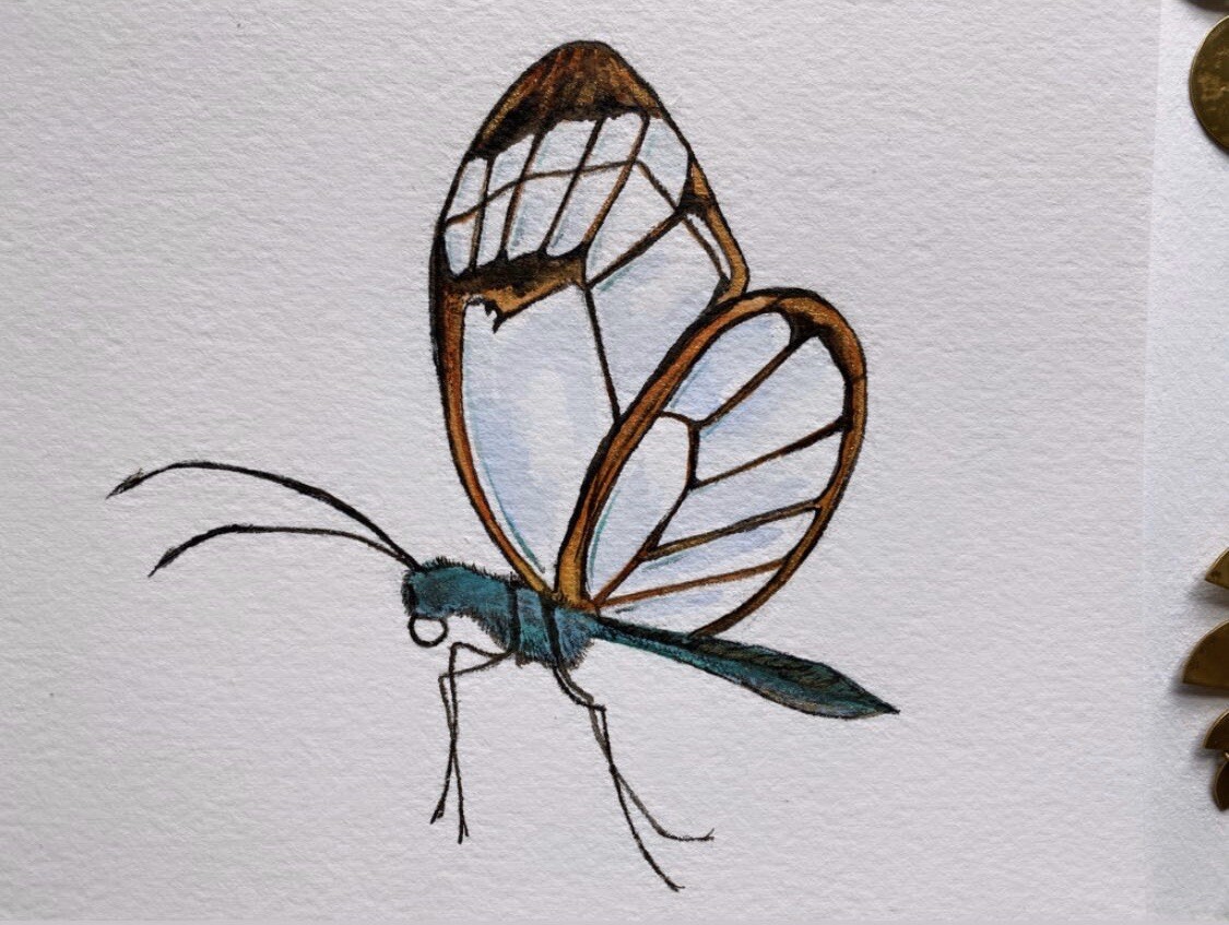 Original Clearwing Butterfly Art Drawing Illustration Watercolor Animal Artwork