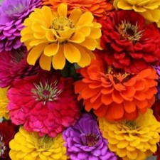 California Giant Zinnia Seeds - For 2026 Planting California Giant Zinnia