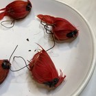 VTG RED CARDINAL BIRDS 7 Fat & 3 Thin w/ REAL FEATHERS  Plastic Bodies ORNAMENTS — photo 4