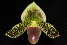 Paphiopedilum Quintal Jewel (Voodoo Jewel x Wm Lewis) STOCKING STUFFER special
