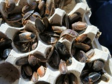 Adult Female Dubia , Roach Starter colony, Gravid females, Babies